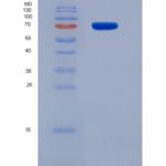 小鼠二肽基肽酶9(DPP9)重组蛋白