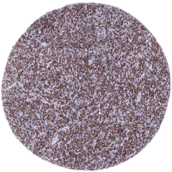 CD22 antibody 抗体，orb2276511，Bi