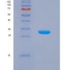 小鼠谷氧还蛋白3(GLRX3)重组蛋白