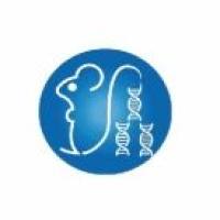 MRL/lpr（红斑狼疮模型）