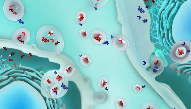 火爆出圈的外泌体有哪些神秘面纱？我们一起揭开看看！”