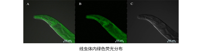 免疫荧光检测服务