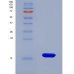 人胱天蛋白酶9(CASP9)重组蛋白