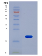 人核糖核酸酶A4(RNASE4)重组蛋白
