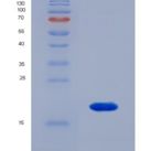 人核糖核酸酶A4(RNASE4)重组蛋白
