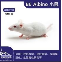 B6 Albino小鼠