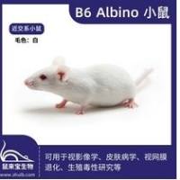B6 Albino小鼠