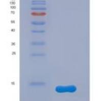 小鼠表面活性蛋白C(SP-C)重组蛋白