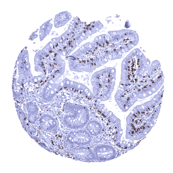 CD8 antibody 抗体，orb2276516，Bio