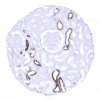 Cytokeratin 7 antibody 抗体，orb2
