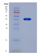 大鼠CD200分子(CD200)重组蛋白
