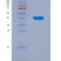 大鼠尼克酰胺腺嘌呤二核苷酸磷酸氧化酶4(NOX4)重组蛋白