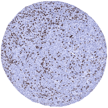 CD8 antibody 抗体，orb2276516，Bio