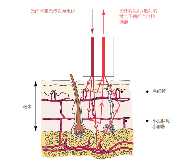 大小鼠动物行为学激光多普勒血流分析仪