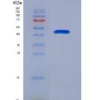 小鼠窖蛋白(CAV1)重组蛋白