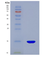 小鼠硫氧化还原蛋白(Trx)重组蛋白