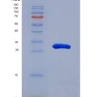 小鼠低密度脂蛋白受体相关蛋白1(LRP1)重组蛋白