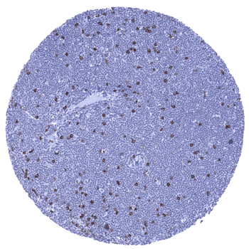 CD8 antibody 抗体，orb2276516，Bio