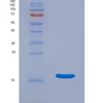 小鼠核糖核酸酶A3(RNASE3)重组蛋白