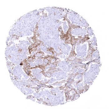 PD-L1 antibody 抗体，orb2276604，B