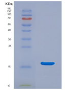 小鼠核糖核酸酶A3(RNASE3)重组蛋白