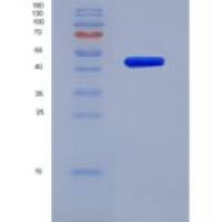 小鼠核糖核酸酶A(RNase A)重组蛋白