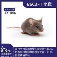 B6C3F1小鼠