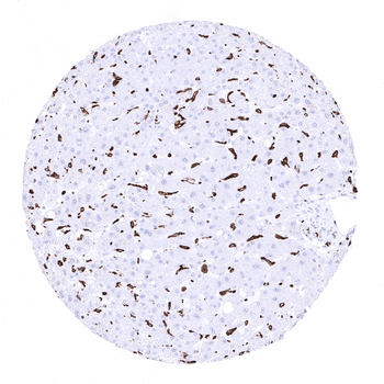 CD163 antibody 抗体，orb2276547，B