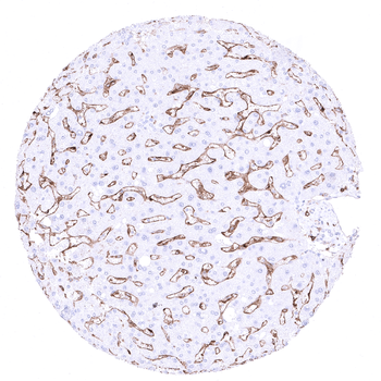 CD4 antibody 抗体，orb2276553，Bio