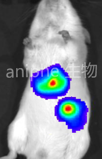 结直肠癌小鼠模型CRC小鼠模型