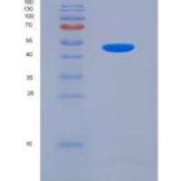 小鼠法尼酯X受体(FXR)重组蛋白