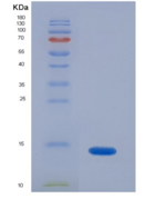 大鼠促性腺激素释放激素(GnRH)重组蛋白