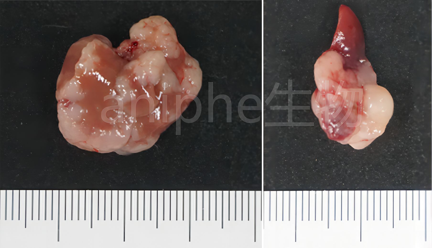 肿瘤动物模型的构建——结直肠癌篇