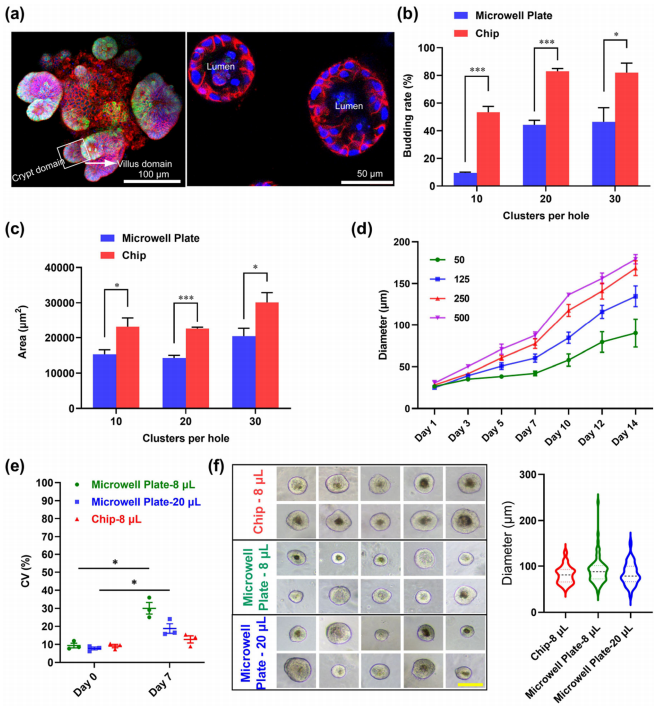 结直肠癌小鼠模型CRC小鼠模型