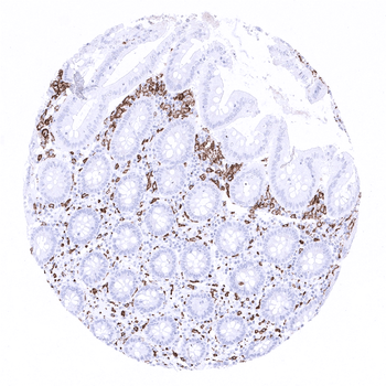 CD163 antibody 抗体，orb2276548，B