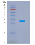 小鼠谷氧还蛋白3(GLRX3)重组蛋白