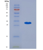 小鼠八聚体结合转录因子4(OCT4)重组蛋白