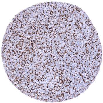 CD4 antibody 抗体，orb2276553，Bio