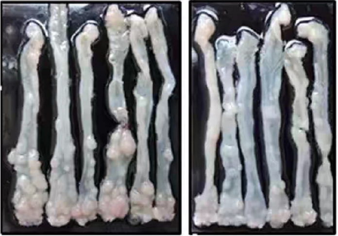 结直肠癌小鼠模型CRC小鼠模型