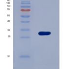 大鼠组织蛋白酶S(CTSS)重组蛋白