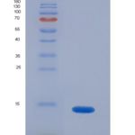 大鼠促性腺激素释放激素(GnRH)重组蛋白