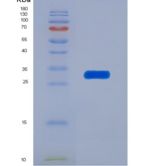 小鼠蛋白二硫化物异构酶A3(ERp57)重组蛋白