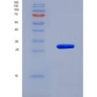 人颗粒酶A(GZMA)重组蛋白