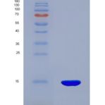 小鼠硫氧化还原蛋白(Trx)重组蛋白