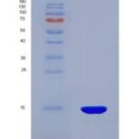 小鼠硫氧化还原蛋白(Trx)重组蛋白