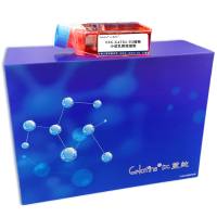 CCC-Ca761-03细胞 ; 小鼠乳腺癌细胞