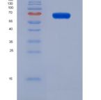 小鼠干扰素调节因子1(IRF1)重组蛋白