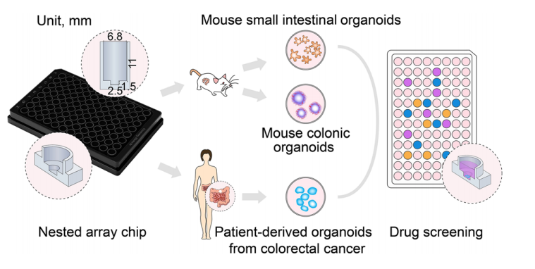 结直肠癌小鼠模型CRC小鼠模型