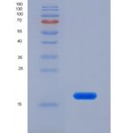 人白介素13(IL13)重组蛋白