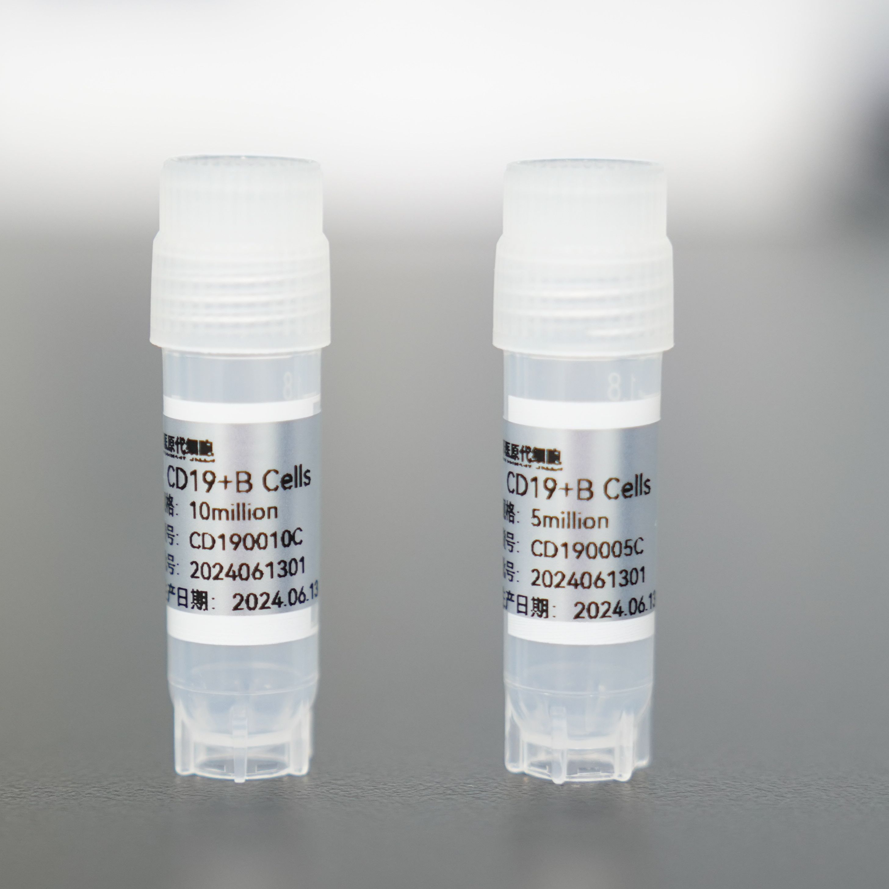 人CD19+B细胞